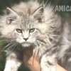 Filhote Maine Coon Gatos Gigantes Verdadeiros