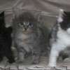 Maine Coon Amicat's