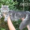 Filhote Maine Coon Gatos Gigantes Verdadeiros