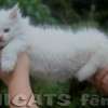 Filhote Maine Coon Gatos Gigantes Verdadeiros