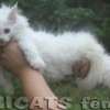 Filhote Maine Coon Gatos Gigantes Verdadeiros