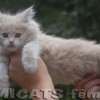 MAINE COON GATIL de GATO Super GIGANTE