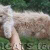 Filhote Maine Coon Gatos Gigantes Verdadeiros