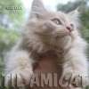 MAINE COON GATIL de GATO Super GIGANTE