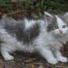 MAINE COON GATIL de GATO Super GIGANTE