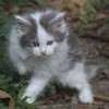 MAINE COON GATIL de GATO Super GIGANTE