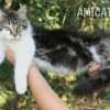 MAINE COON GATIL de GATO Super GIGANTE