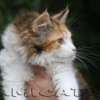 Filhote Maine Coon Gatos Gigantes Verdadeiros