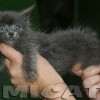 Filhote Maine Coon Gatos Gigantes Verdadeiros