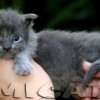 Filhote Maine Coon Gatos Gigantes Verdadeiros