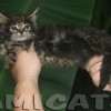 Filhote Maine Coon Gatos Gigantes Verdadeiros