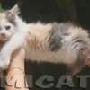 MAINE COON GATIL de GATO Super GIGANTE