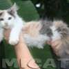 MAINE COON GATIL de GATO Super GIGANTE