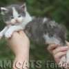 Filhote Maine Coon Gatos Gigantes Verdadeiros