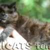 Filhote Maine Coon Gatos Gigantes Verdadeiros