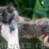 Filhote Maine Coon Gatos Gigantes Verdadeiros