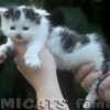 Maine Coon Amicat's