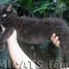 MAINE COON GATIL de GATO Super GIGANTE