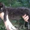 MAINE COON GATIL de GATO Super GIGANTE