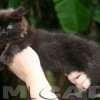 MAINE COON GATIL de GATO Super GIGANTE