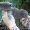 Maine Coon Amicat's