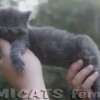 Maine Coon Amicat's
