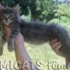 MAINE COON GATIL de GATO Super GIGANTE