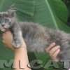 MAINE COON GATIL de GATO Super GIGANTE