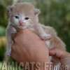 MAINE COON GATIL de GATO Super GIGANTE