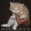 Filhote Maine Coon Gatos Gigantes Verdadeiros