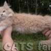 Filhote Maine Coon Gatos Gigantes Verdadeiros