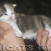 Maine Coon Amicat's