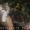 Maine Coon Amicat's
