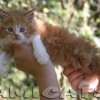 Filhote Maine Coon Gatos Gigantes Verdadeiros