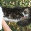 MAINE COON GATIL de GATO Super GIGANTE