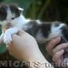 Maine Coon Amicat's