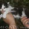 Maine Coon Amicat's