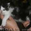 Maine Coon Amicat's