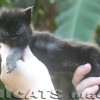 Maine Coon Amicat's