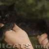 Maine Coon Amicat's