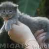 Maine Coon Amicat's