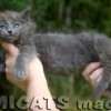 Filhote Maine Coon Gatos Gigantes Verdadeiros