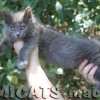 Filhote Maine Coon Gatos Gigantes Verdadeiros