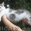 Filhote Maine Coon Gatos Gigantes Verdadeiros