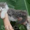 Filhote Maine Coon Gatos Gigantes Verdadeiros