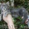 Filhote Maine Coon Gatos Gigantes Verdadeiros
