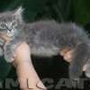 Filhote Maine Coon Gatos Gigantes Verdadeiros