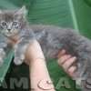 Filhote Maine Coon Gatos Gigantes Verdadeiros