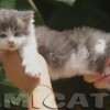 Filhote Maine Coon Gatos Gigantes Verdadeiros