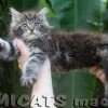 Filhote Maine Coon Gatos Gigantes Verdadeiros